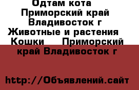 Одтам кота. - Приморский край, Владивосток г. Животные и растения » Кошки   . Приморский край,Владивосток г.